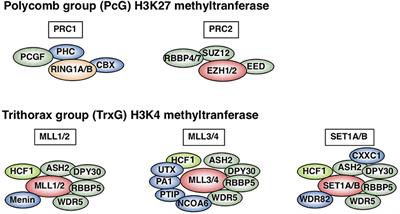 Epigenetic and Transcriptional Regulation in the Induction, Maintenance, Heterogeneity, and Recall-Response of Effector and Memory Th2 Cells